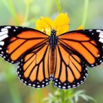 MARIELA ELISABETH RAPACCIOLI